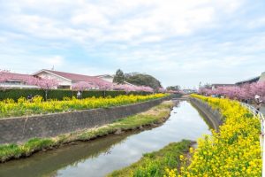 渥美半島の菜の花