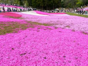 羊山公園（埼玉県のおすすめ観光スポット）