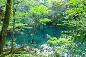 白神山地