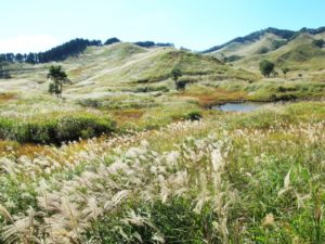 砥峰高原のススキの大平原（兵庫県のおすすめ観光スポット）