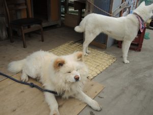 きくや食堂の秋田犬わさお