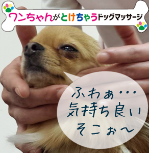 ドッグマッサージ