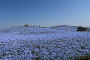 国営ひたち海浜公園