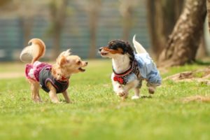 ドッグランで遊ぶ犬