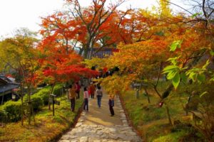 秋月杉の馬場（福岡県の桜の観光名所）