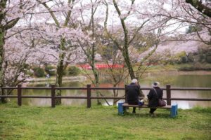 甘木公園（福岡県の桜の観光名所）