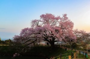 浅井の一本桜（福岡県の桜の観光名所）