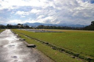 太宰府政庁跡（福岡県の桜の観光名所）