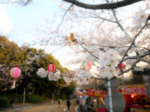 西公園（福岡県の桜の観光名所）