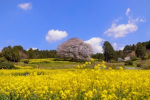 馬場の山桜（佐賀県の桜の観光名所）