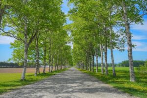 十勝牧場の白樺並木