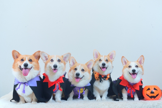 ペットのハロウィンコスチューム【2025】